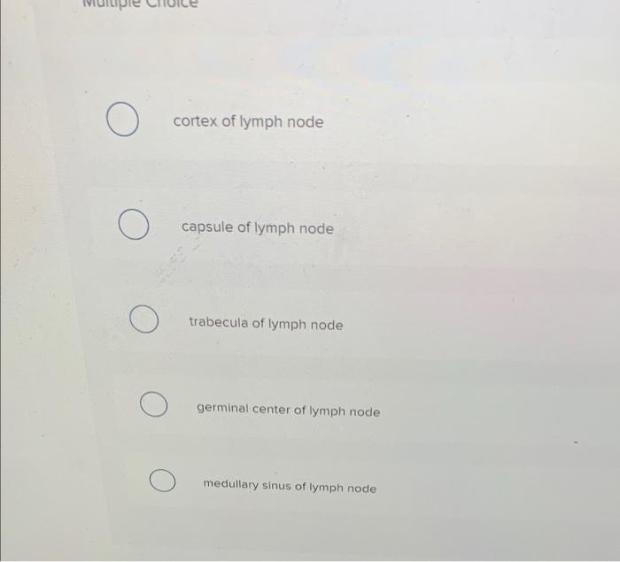 Which Structure Is Highlighted Cortex Of Lymph Node