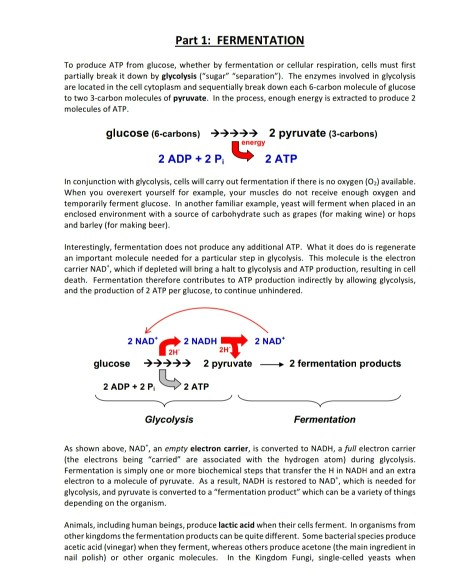 Bio 6 Fermentation Cellular Respiration Lab Chegg Com