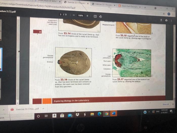 2001).pdt pdf 1/3 100% + Procedure 2 Microanatomy of | Chegg.com