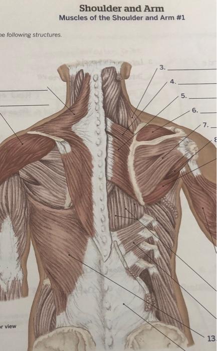 Solved Shoulder And Arm Bones Of The Shoulder And Arm 1 Pp Chegg Com   Image