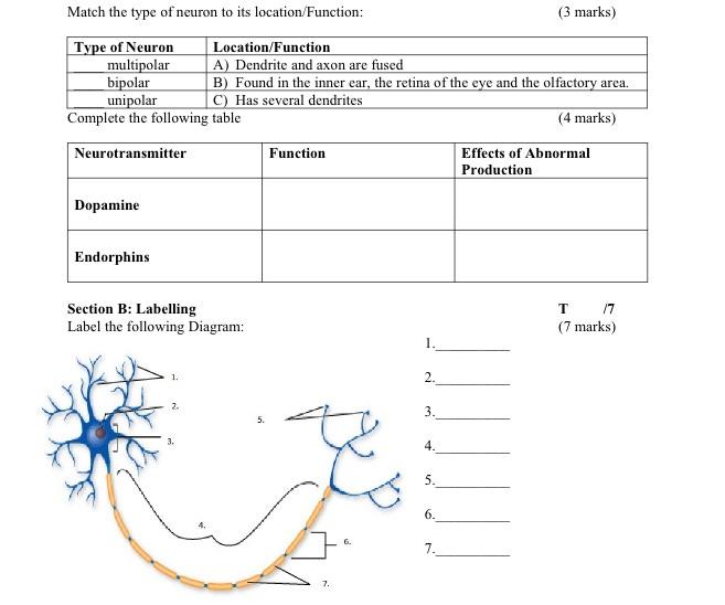 Solved Match the type of neuron to its location/Function: (3 | Chegg.com