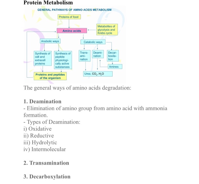 Solved Protein Metabolism GENERAL PATHWAYS OF AMINO ACIDS | Chegg.com