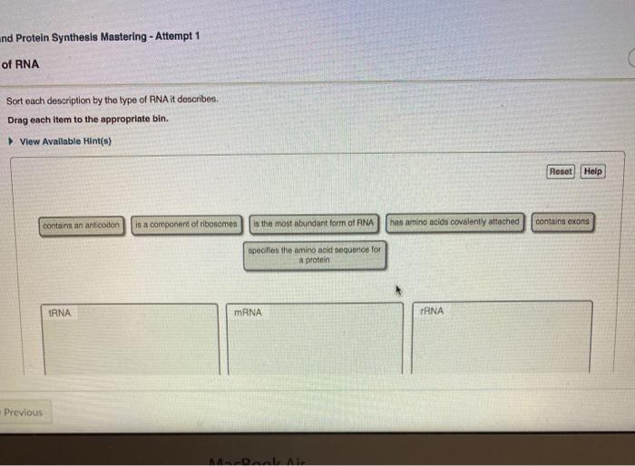 Solved And Protein Synthesis Mastering Attempt 1 Of RNA