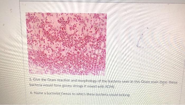 Solved 5. Give The Gram Reaction And Morphology Of The | Chegg.com