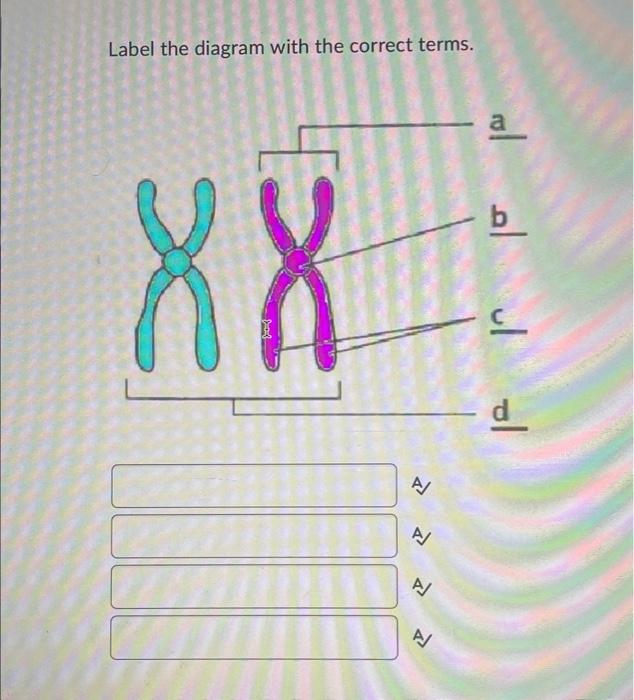 Solved Label the diagram with the correct terms. | Chegg.com