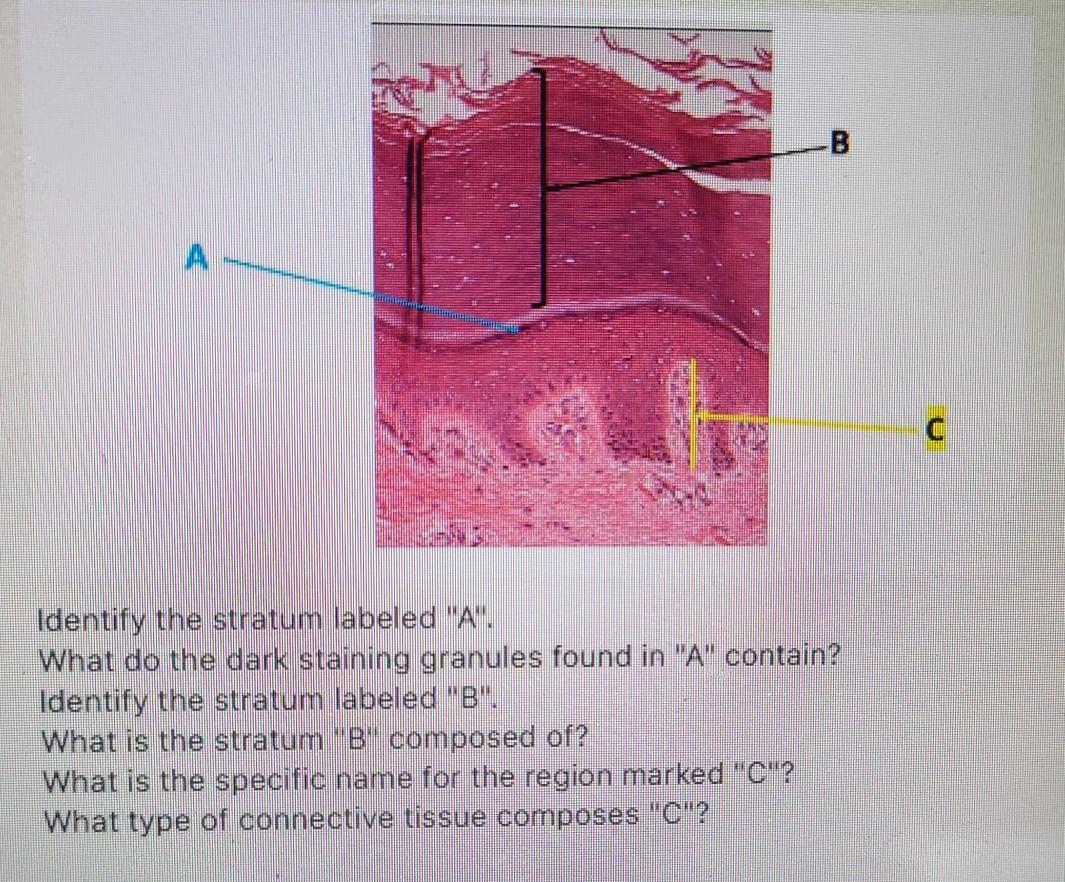 Solved B A Identify the stratum labeled 'A'. What do the | Chegg.com