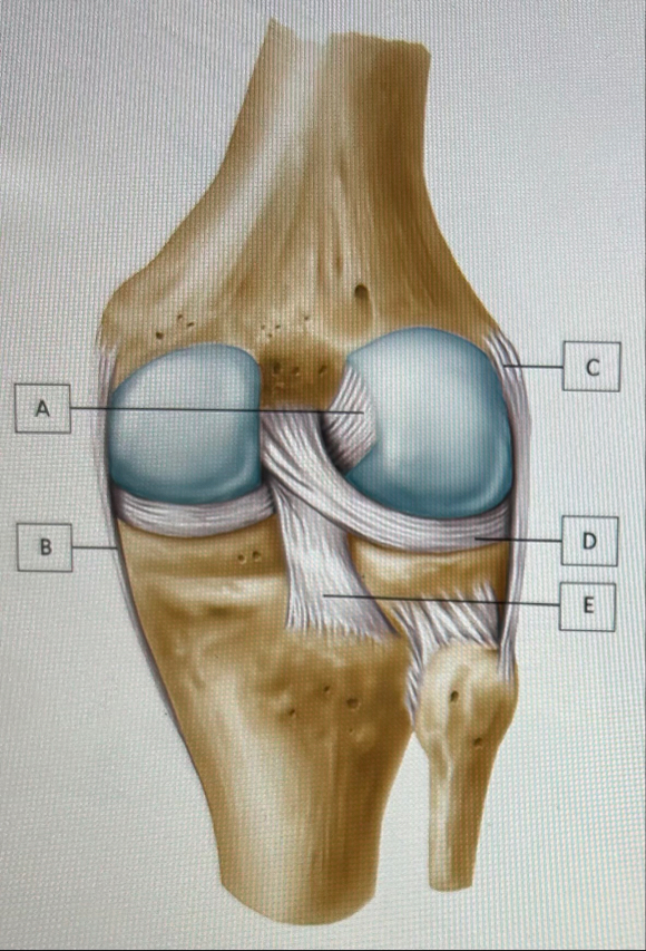 Solved Label Parts A-E for this figure that illustrates the | Chegg.com