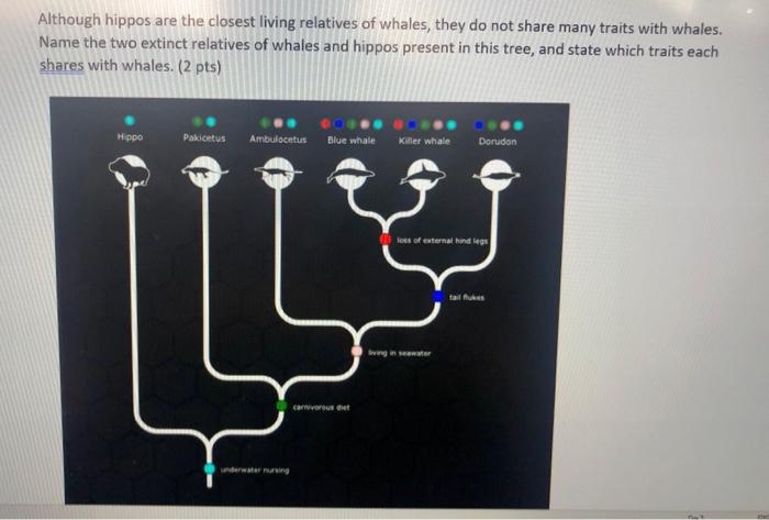 Solved Although hippos are the closest living relatives of | Chegg.com