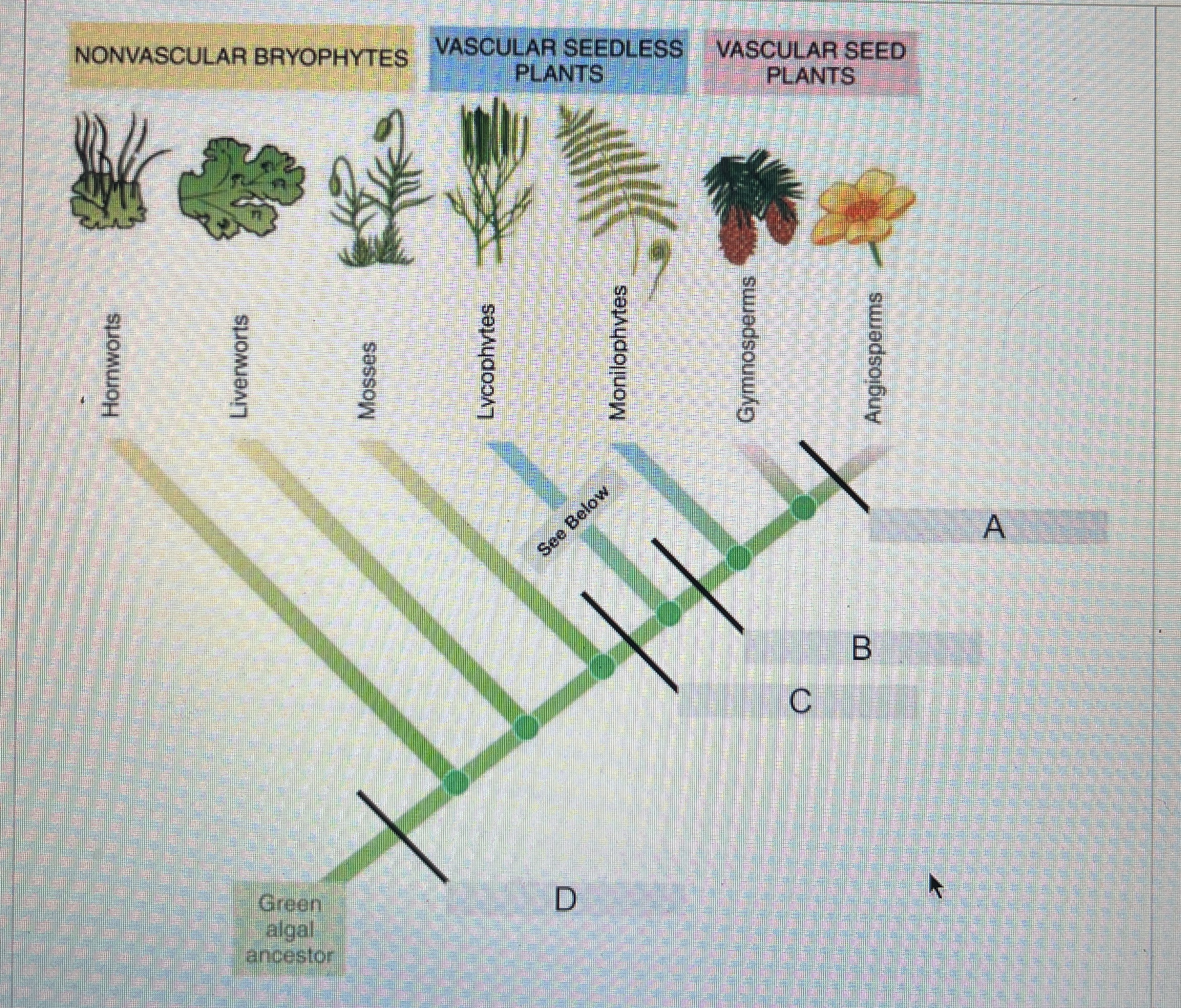 Solved For the lycophyte branch of the caldogram (labeled | Chegg.com