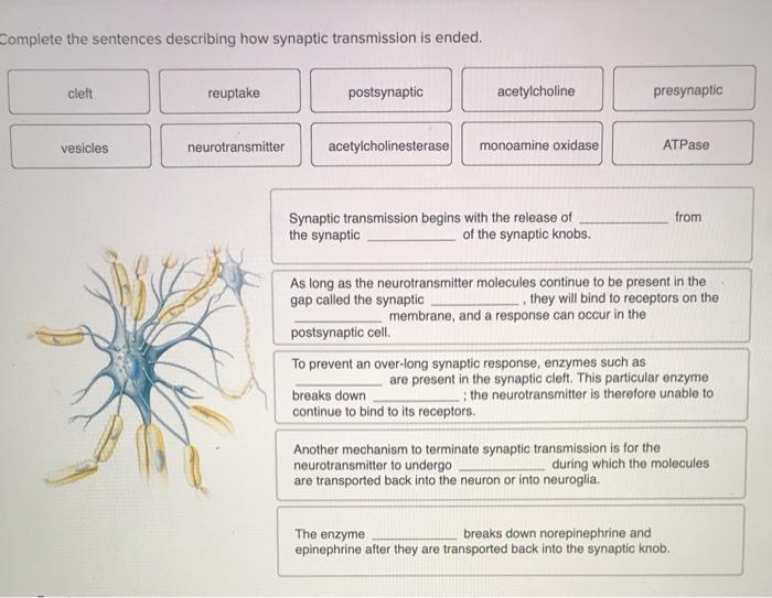 solved-complete-the-sentences-describing-how-synaptic-chegg