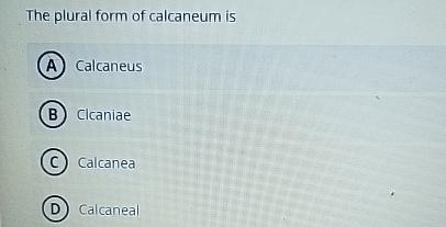 Solved The plural form of calcaneum | Chegg.com