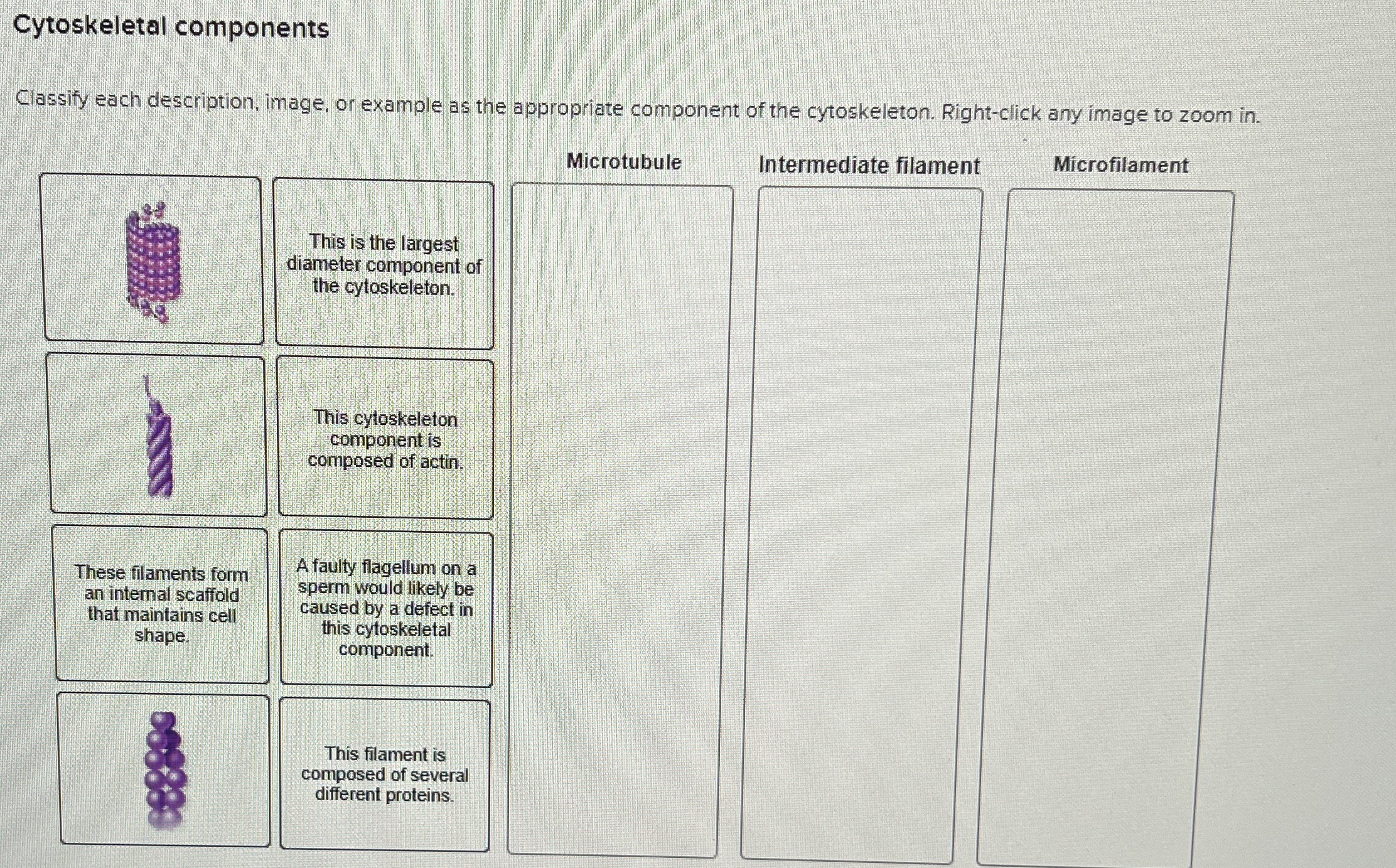 Solved Cytoskeletal componentsClassify each description, | Chegg.com