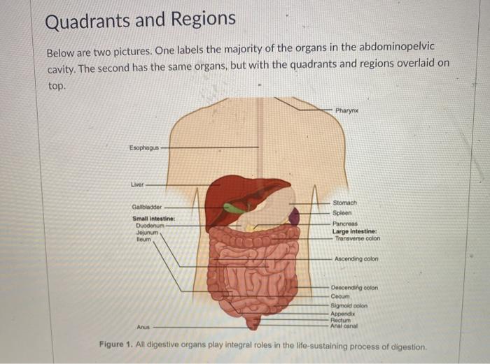 abdomen diagram quadrants