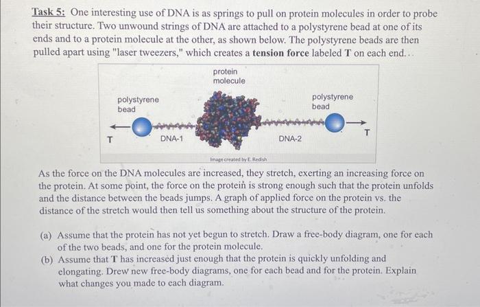 Solved Task 5: One interesting use of DNA is as springs to | Chegg.com