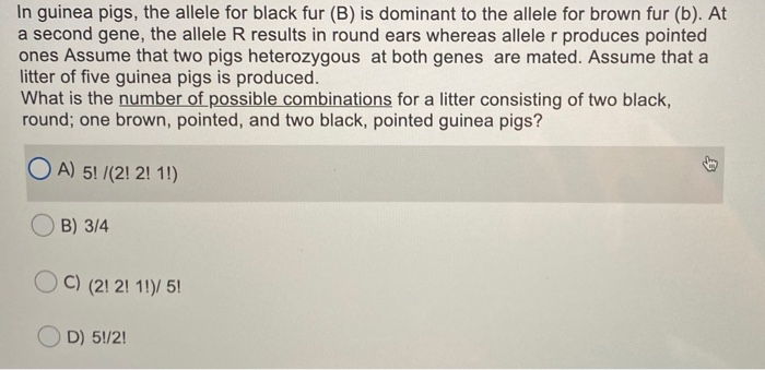 Solved In Guinea Pigs, The Allele For Black Fur (B) Is | Chegg.com