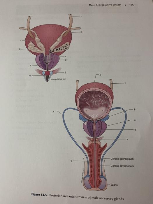 Solved 194 | Lab 13 SECTION 5: Accessory Glands of the Male | Chegg.com