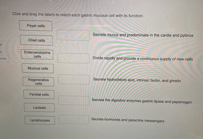 Solved Click and drag the labels to match each gastric | Chegg.com