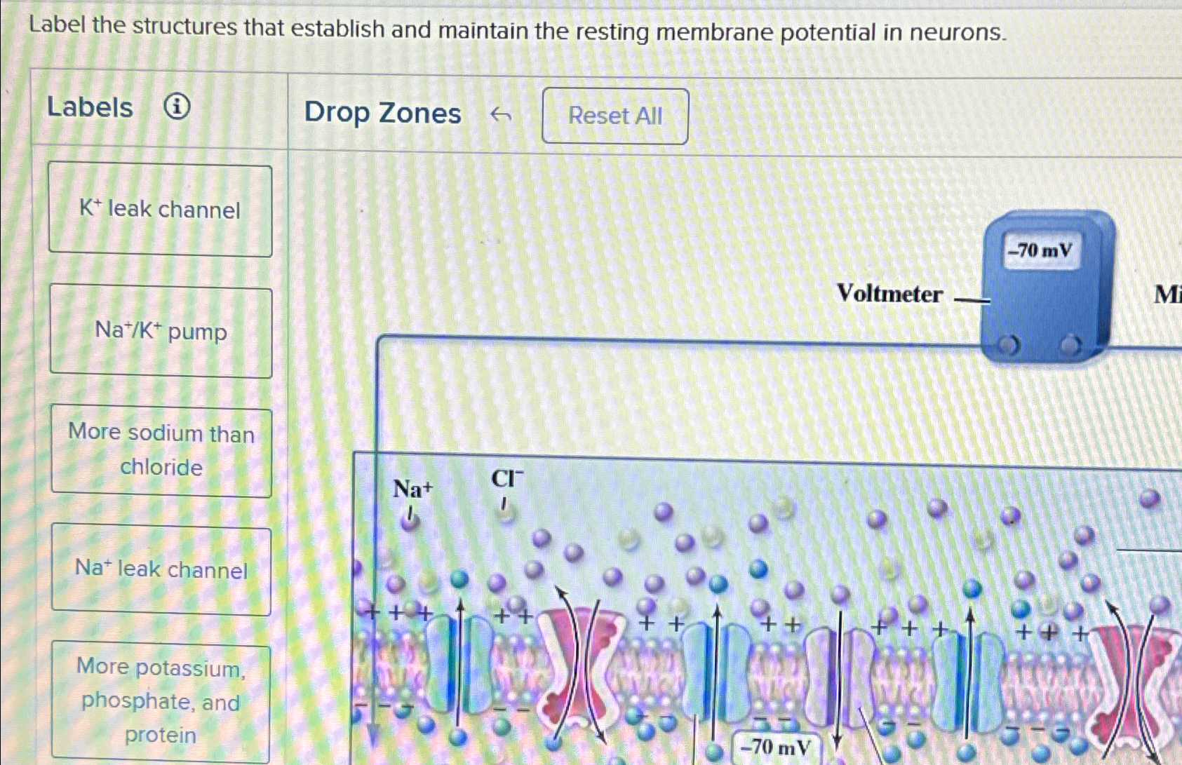 Solved Label the structures that establish and maintain the | Chegg.com