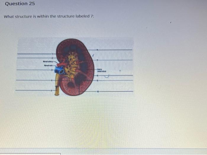 Solved Identify the structure labeled 6 : What structure is | Chegg.com