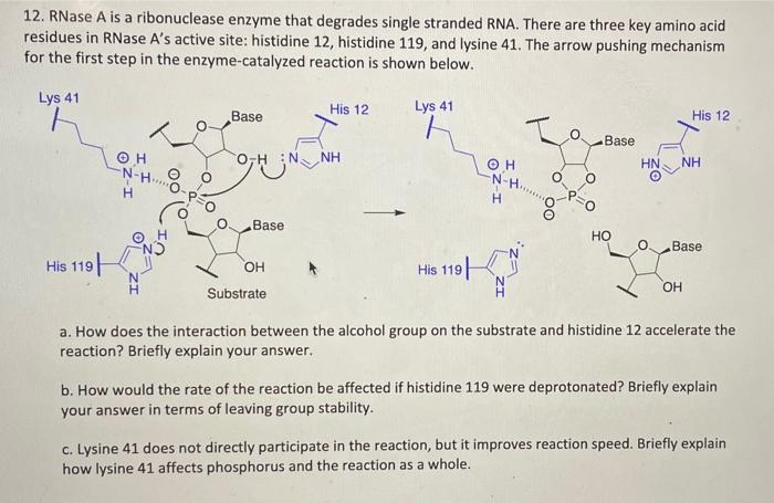 Solved 12. RNase A is a ribonuclease enzyme that degrades | Chegg.com