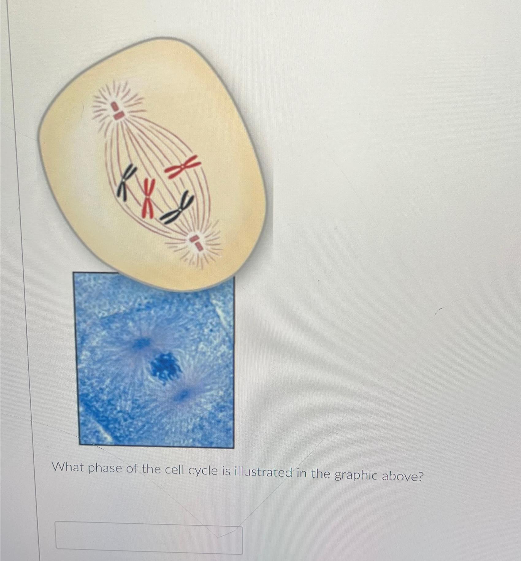 Solved What phase of the cell cycle is illustrated in the | Chegg.com