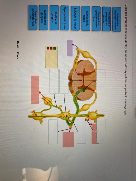 Solved Click and drag the labels to identify the neural | Chegg.com