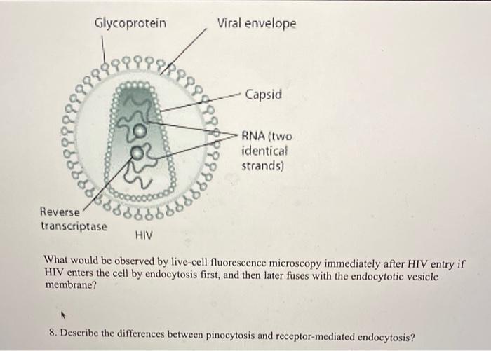 Solved 1. Draw and Label the structure of a plasma membrane? | Chegg.com