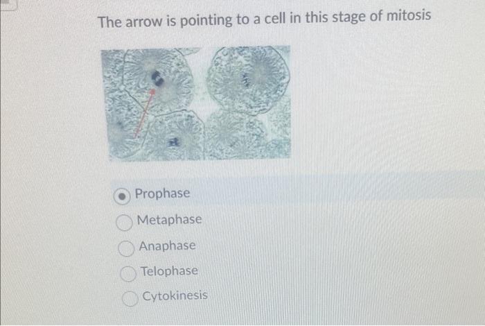 solved-the-arrow-is-pointing-to-a-cell-in-this-stage-of-chegg