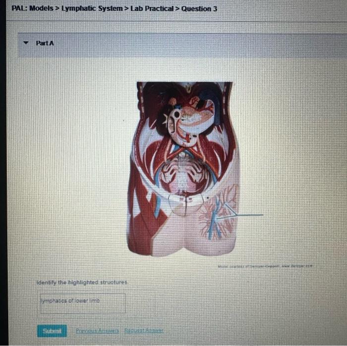 Solved PAL: Models > Lymphatic System > Lab Practical > | Chegg.com