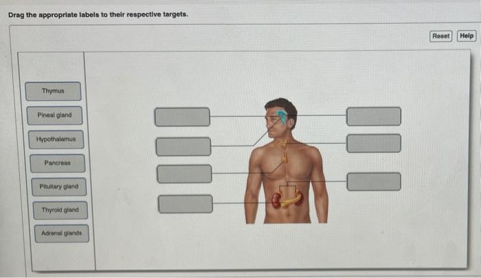 Drag The Appropriate Labels To Their Respective Targets Hot Sex Picture