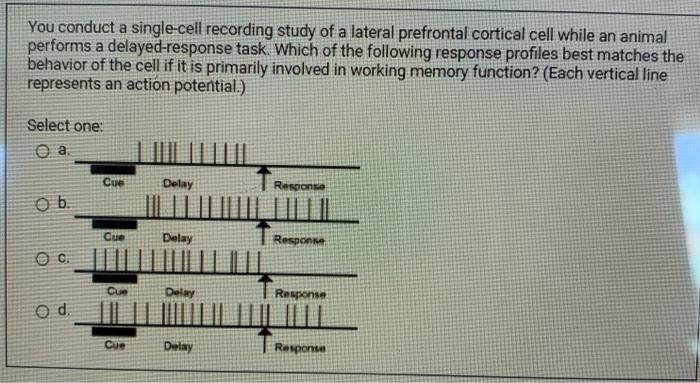 You conduct a single-cell recording study of a lateral prefrontal cortical cell while an animal performs a delayed-response t