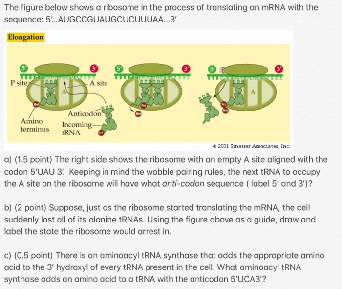 The figure below shows a ribosome in the process of | Chegg.com