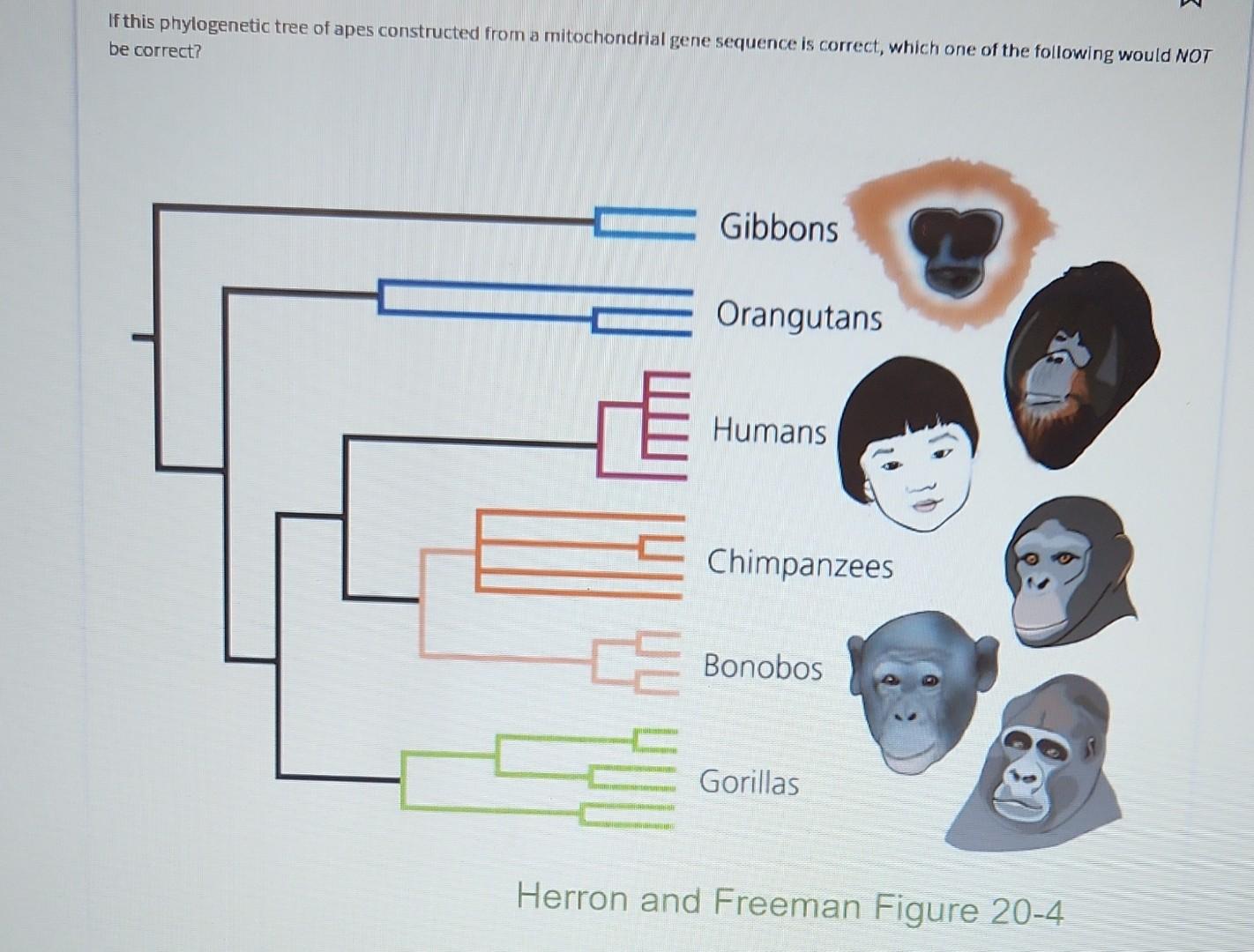 Solved If this phylogenetic tree of apes constructed from a | Chegg.com