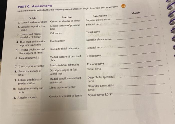 Solved PART C: Assessments Name the muscle indicated by the | Chegg.com