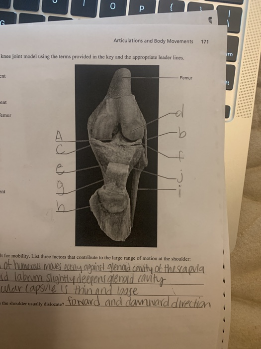 Solved 0 P { G Articulations and Body Movements 171 irn knee | Chegg.com