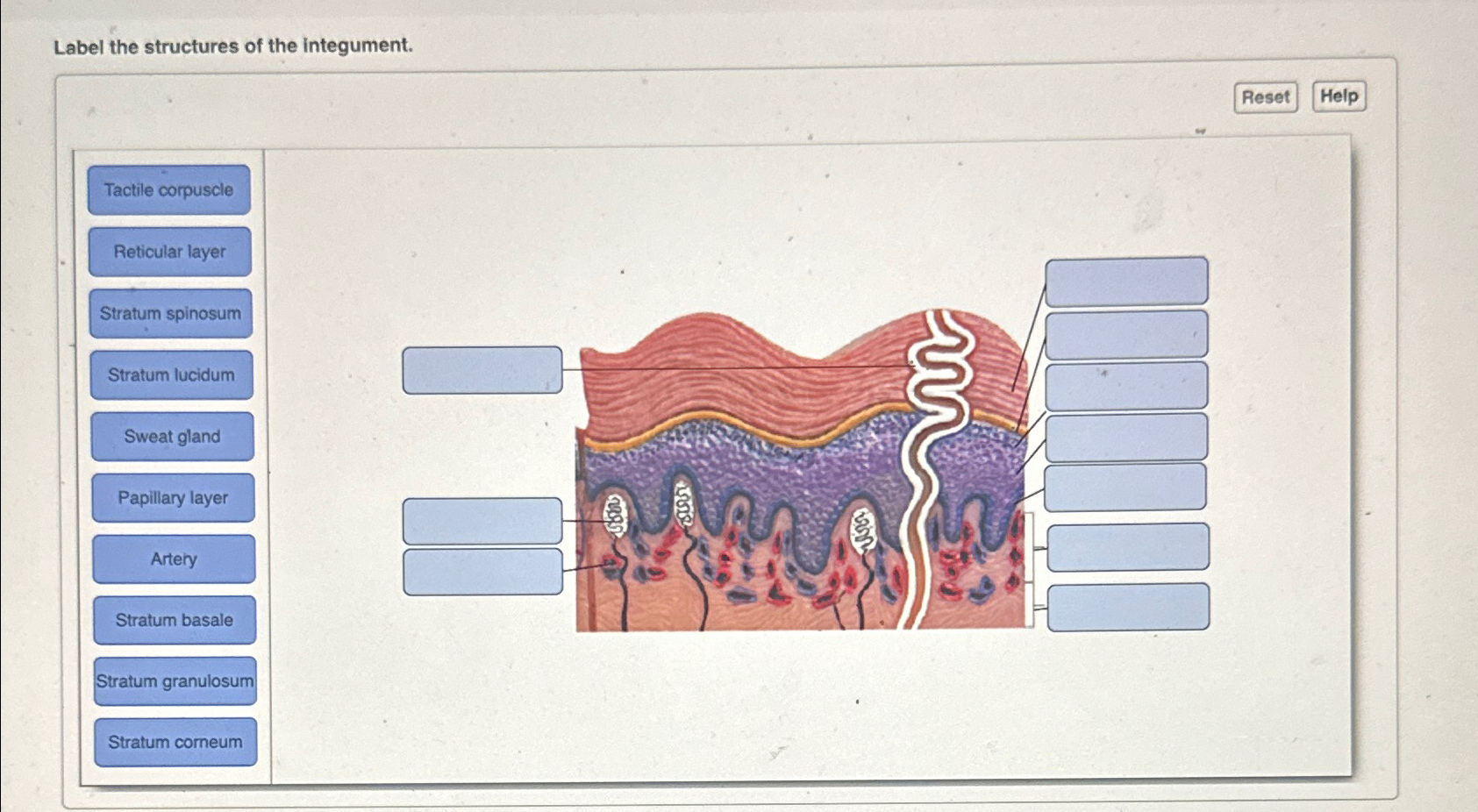 Solved Label the structures of the integument. ﻿Part B | Chegg.com