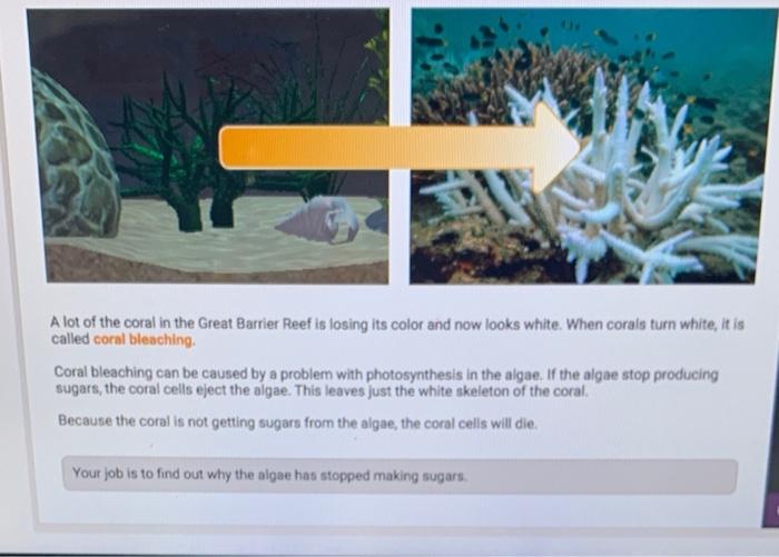 Solved Background Explain the relationship between coral and 