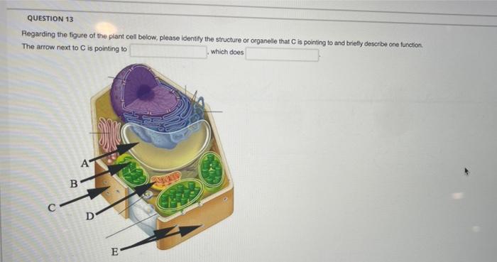 Solved QUESTION 13 Regarding the figure of the plant cell | Chegg.com
