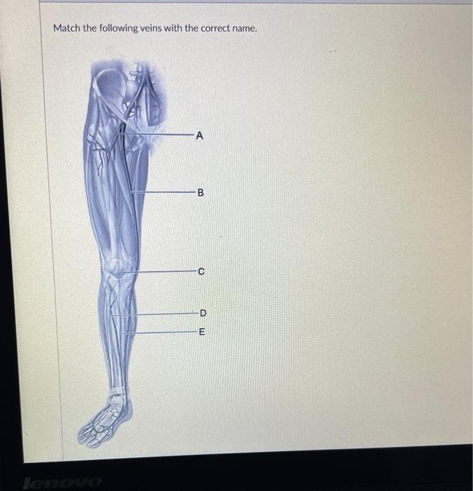 Solved Match the following veins with the correct name. | Chegg.com