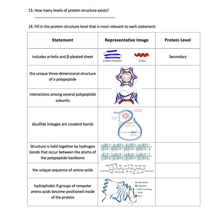 Solved 13. How many levels of protein structure exists? 14. | Chegg.com