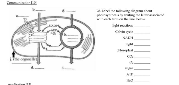 calvin cycle blank diagram