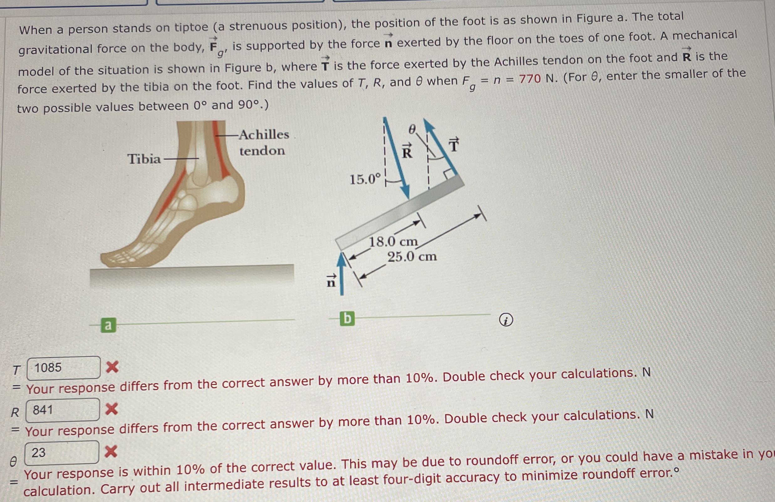 Solved by an EXPERT When a person stands on tiptoe (a strenuous | Chegg.com