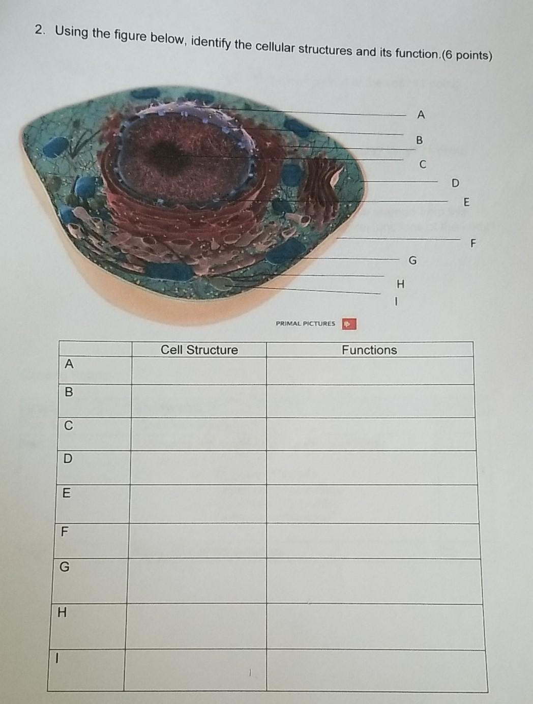 Solved 2. Using The Figure Below, Identify The Cellular | Chegg.com