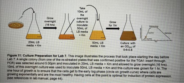 Solved look and draw out a rough sketch of a bacterial | Chegg.com