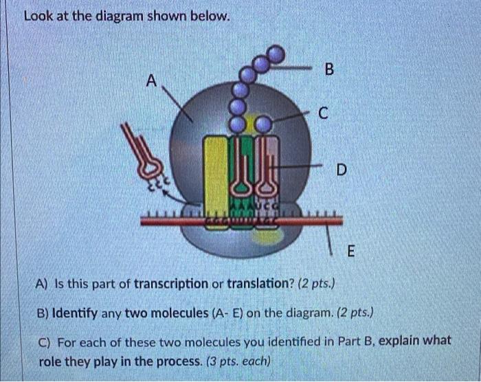 Solved Look At The Diagram Shown Below. B A D E A) Is This | Chegg.com