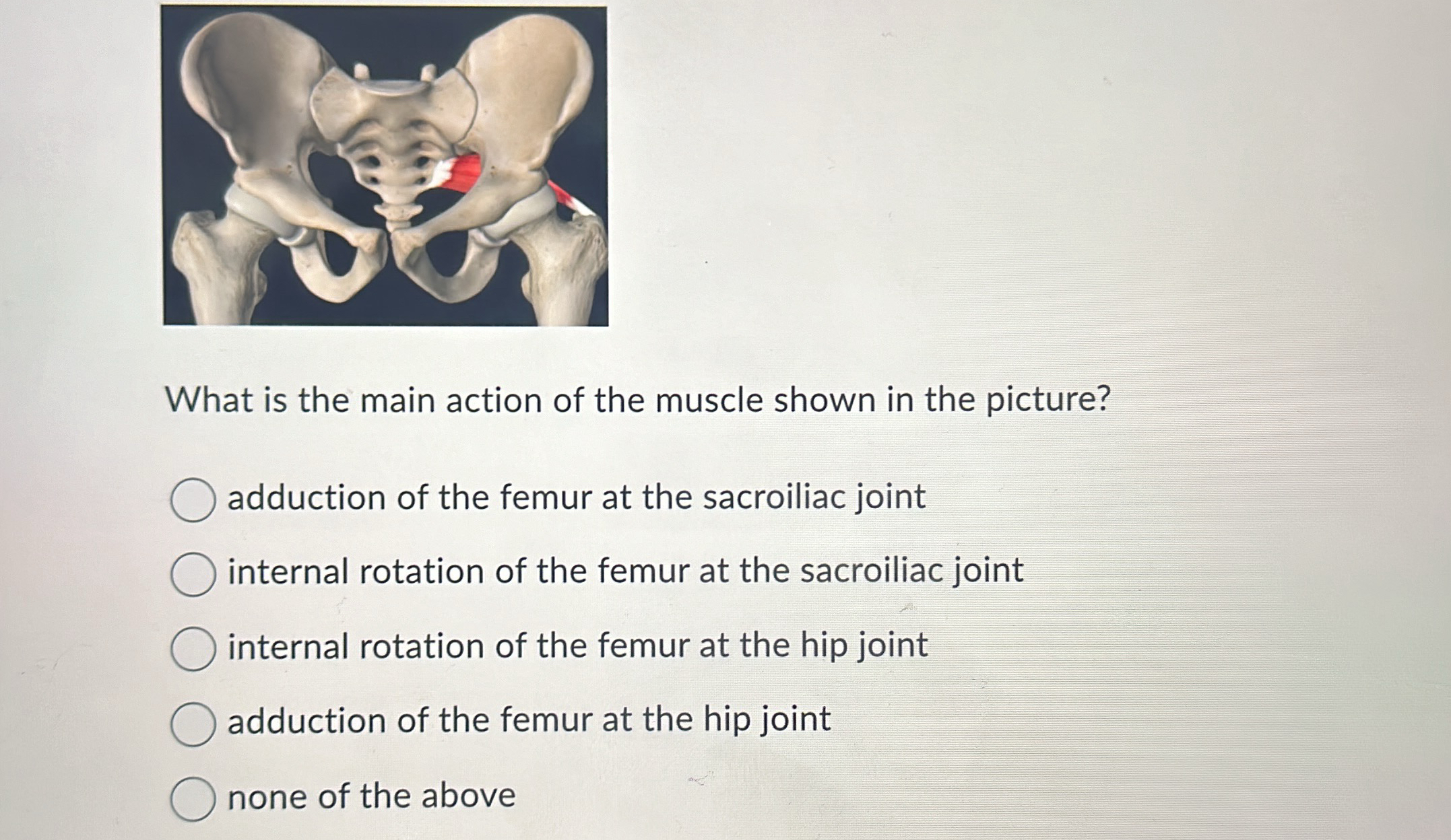 Solved What is the main action of the muscle shown in the | Chegg.com