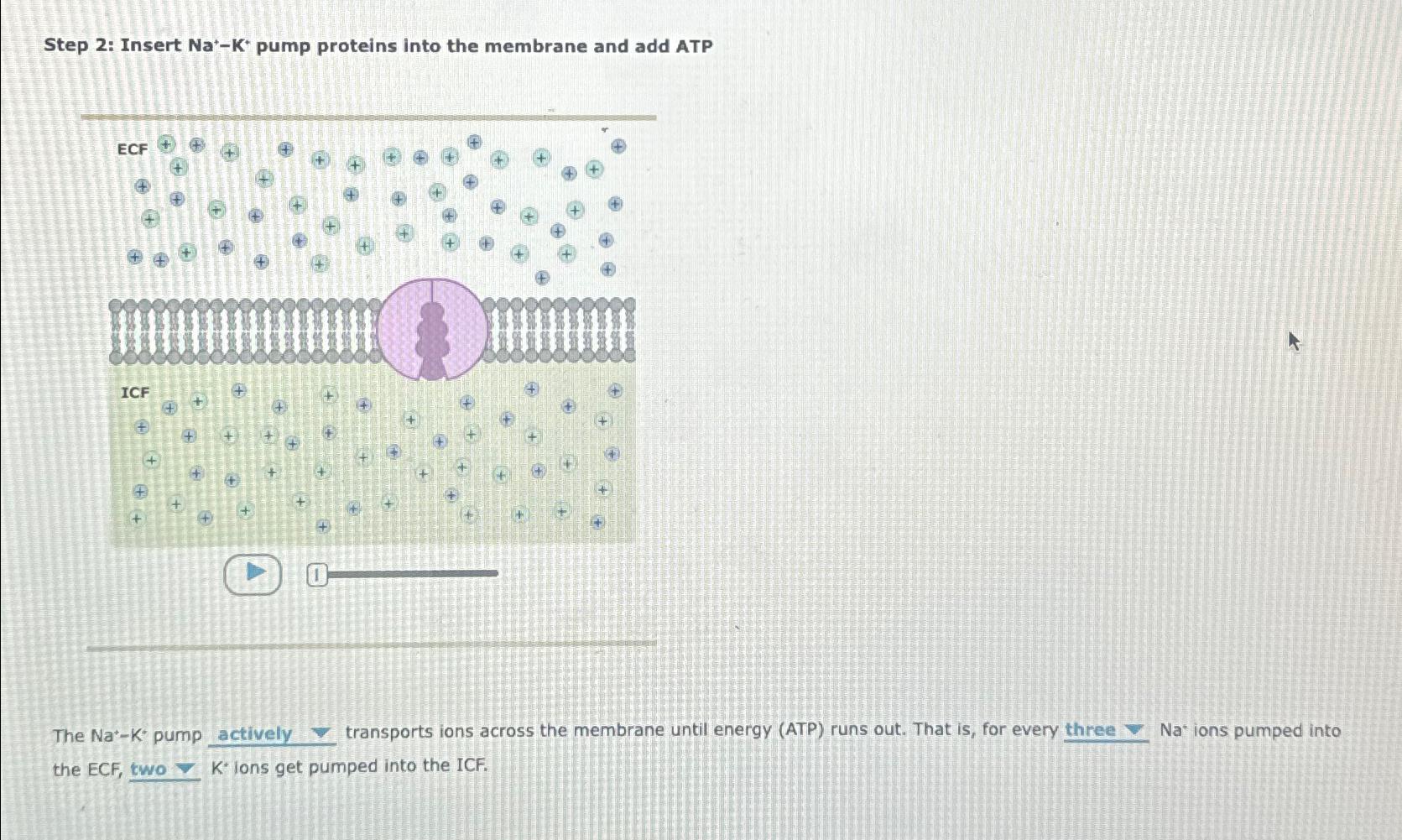 Solved Step 2: Insert Na+-K+pump proteins into the membrane | Chegg.com