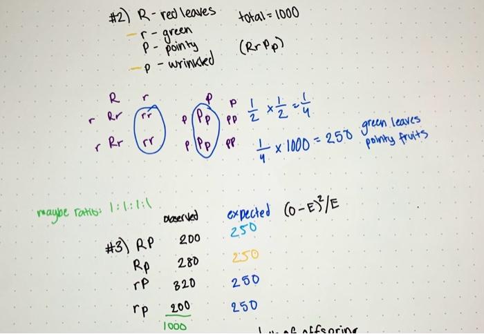 Solved 3) Consider again the cross from question 2 above. | Chegg.com