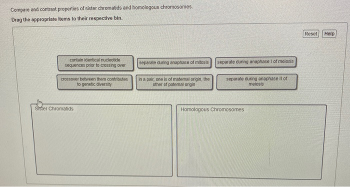 Solved Compare And Contrast Properties Of Sister Chromati