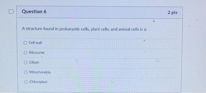 which of the following structure is not found in prokaryotic cells